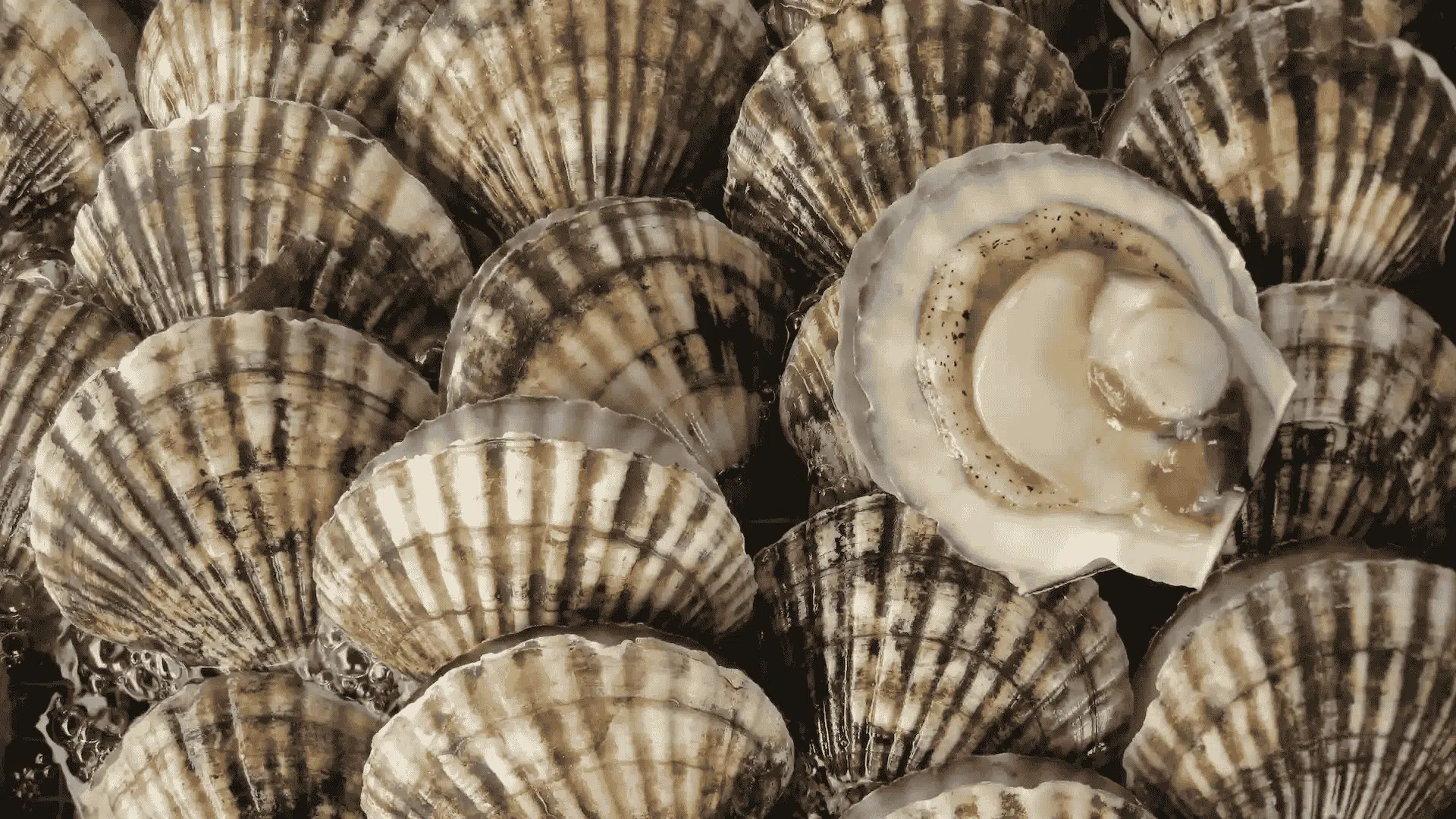 Freshly harvested scallops in ridged brown-white shells, mostly closed, one open showing pale adductor muscle