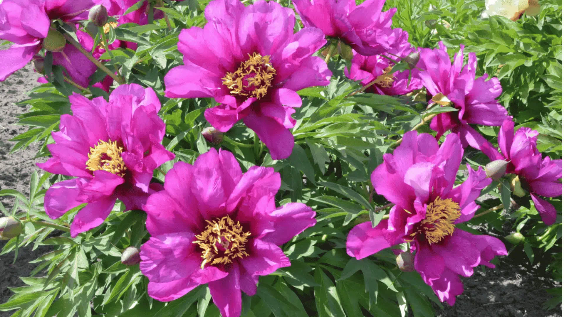Vibrant magenta hybrids peony flowers with prominent yellow centers bloom amidst lush green foliage in a garden setting