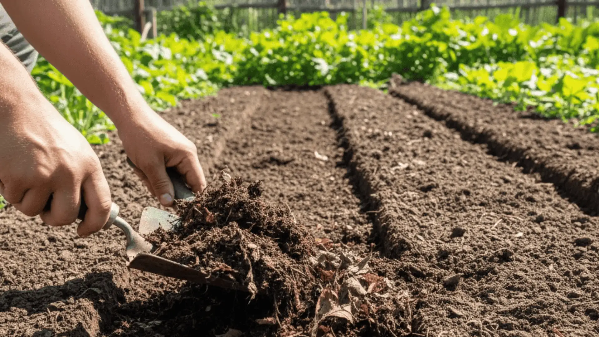 loosening soil and adding compost before planting sweet potatoes