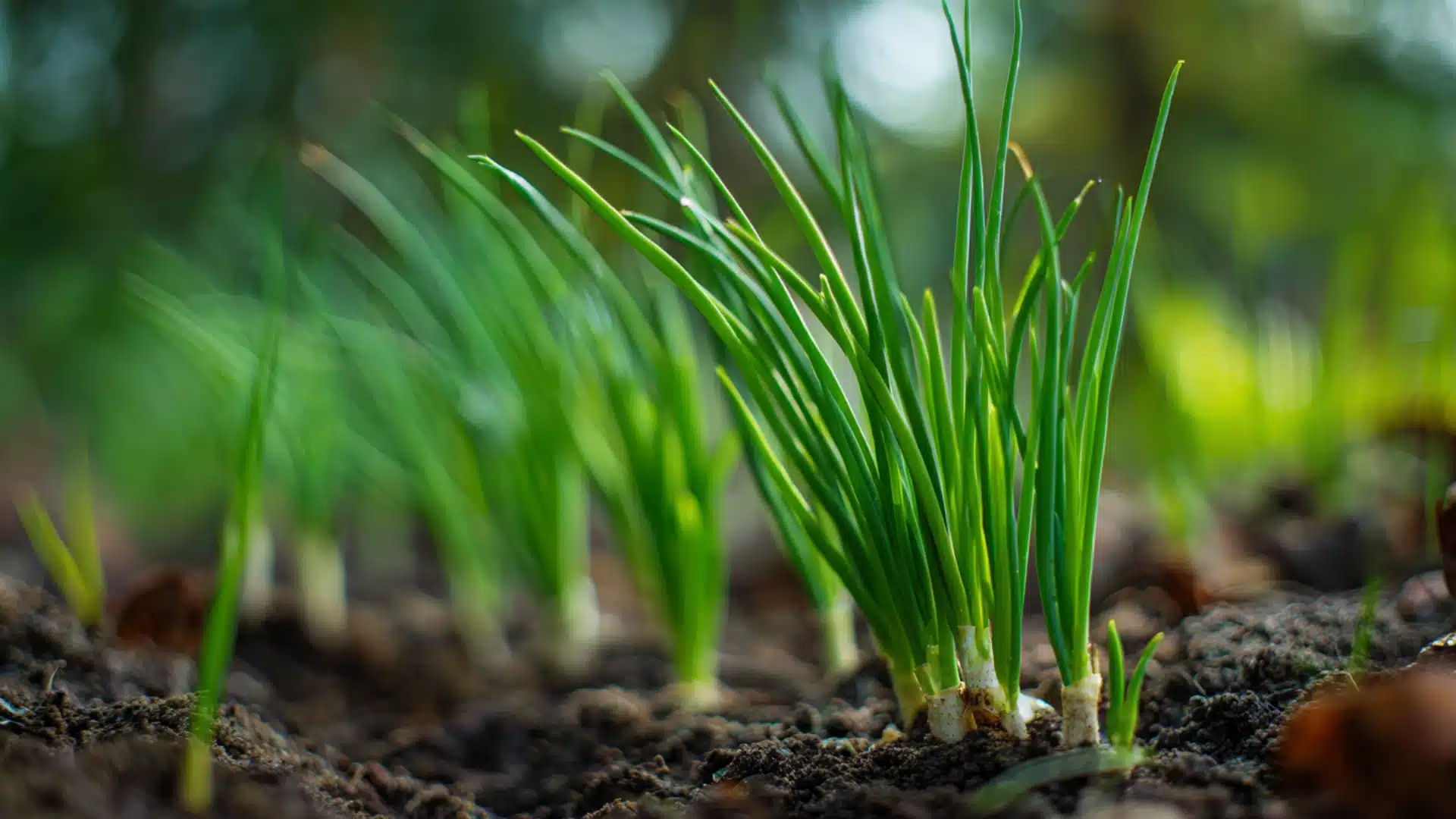 vibrant green stalks sprout from dark damp earth in a sunny outdoor garden patch
