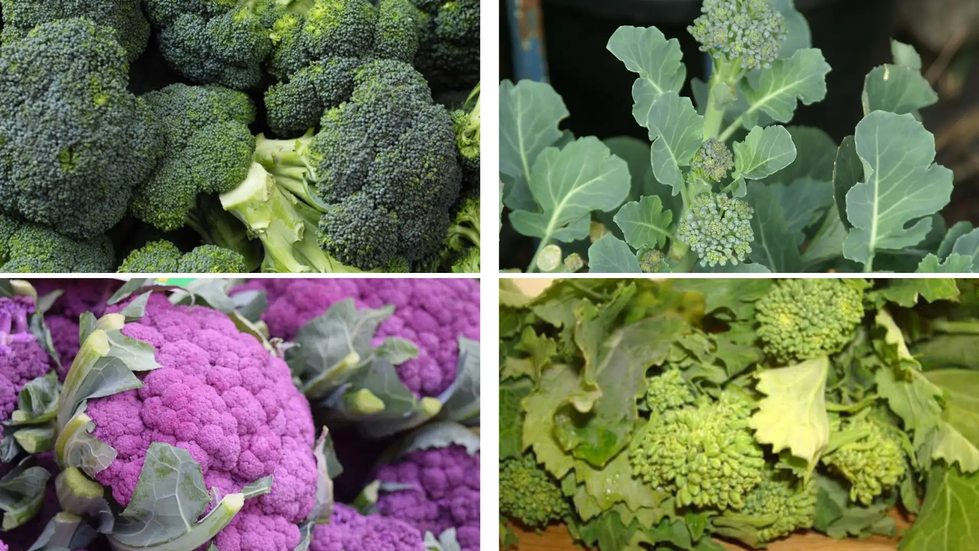 A collage of four types of broccoli, Calabrese broccoli, sprouting cauliflower, purple broccoli, and broccoli rabe