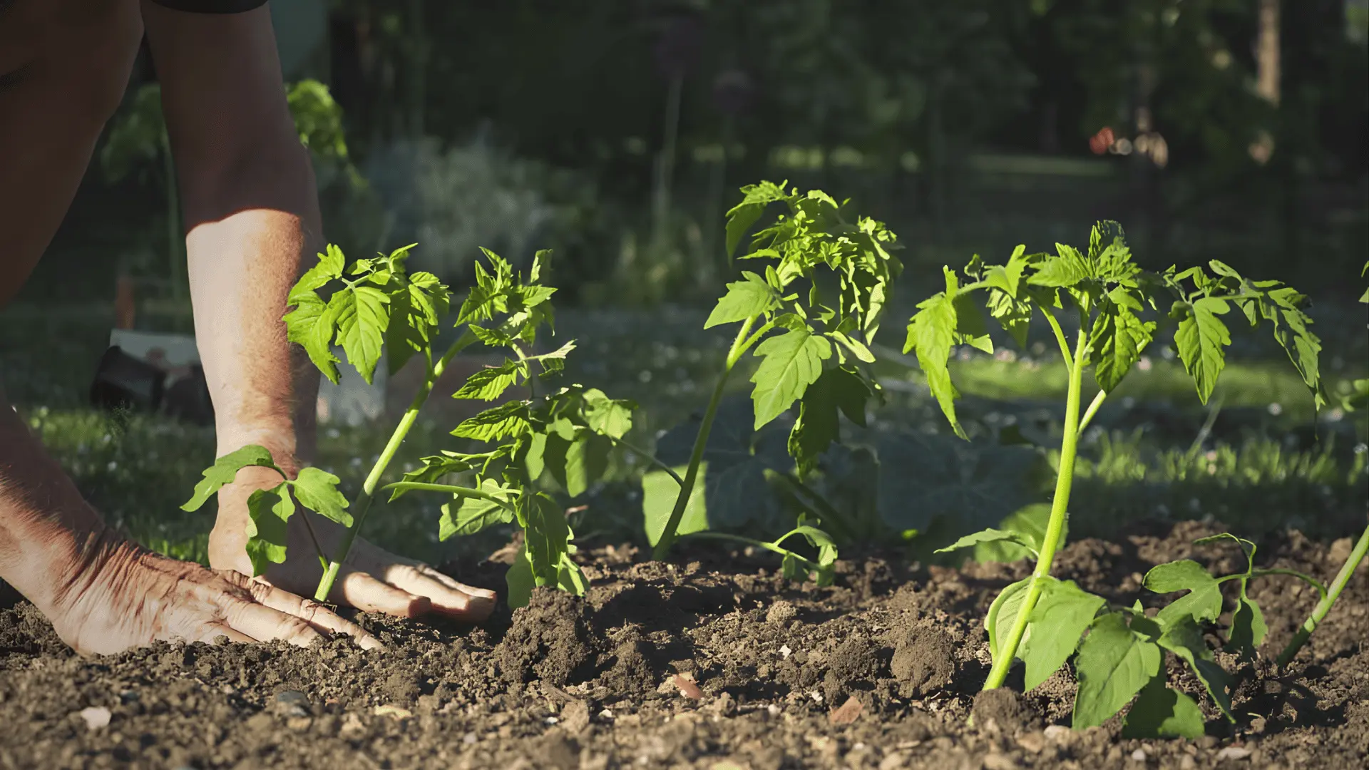 A person planting tomato seeds in a garden bed demonstrating how to start growing tomatoes outdoors