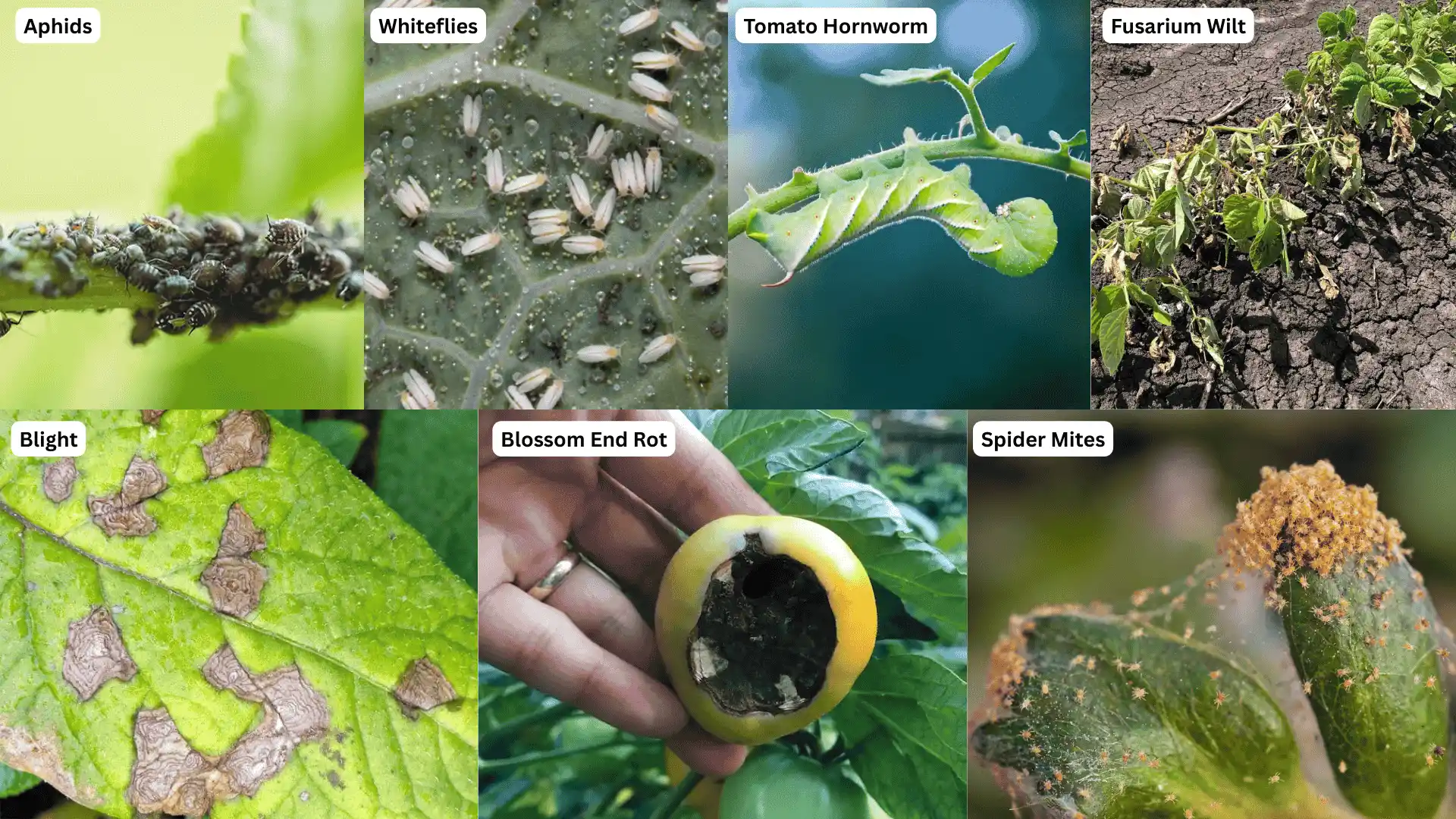 A series of images illustrating different pests and diseases that commonly affect tomato plants