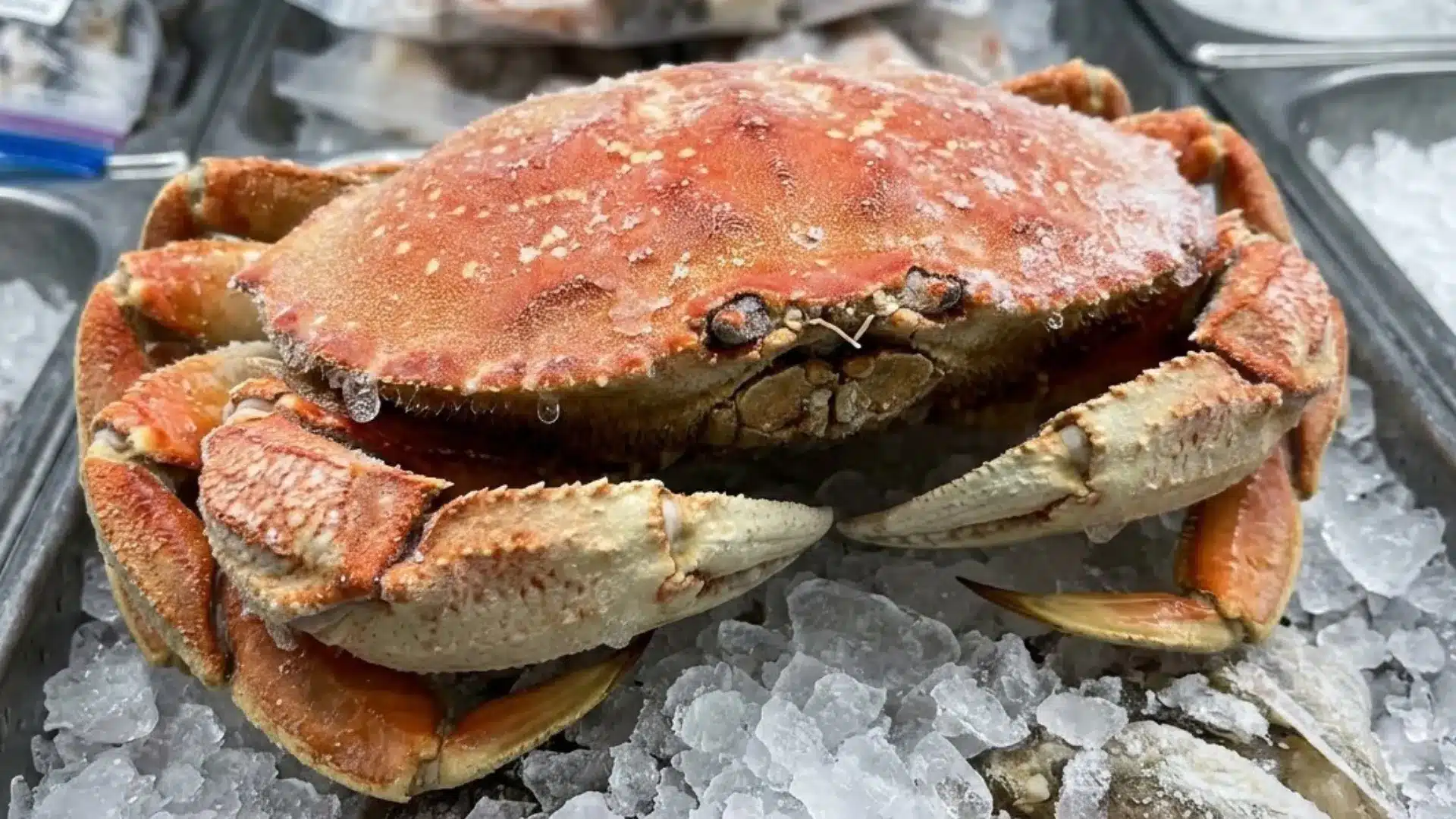 A whole, reddish orange Frozen Dungeness crab covered in ice crystals rests on a bed of crushed ice in a metal display case