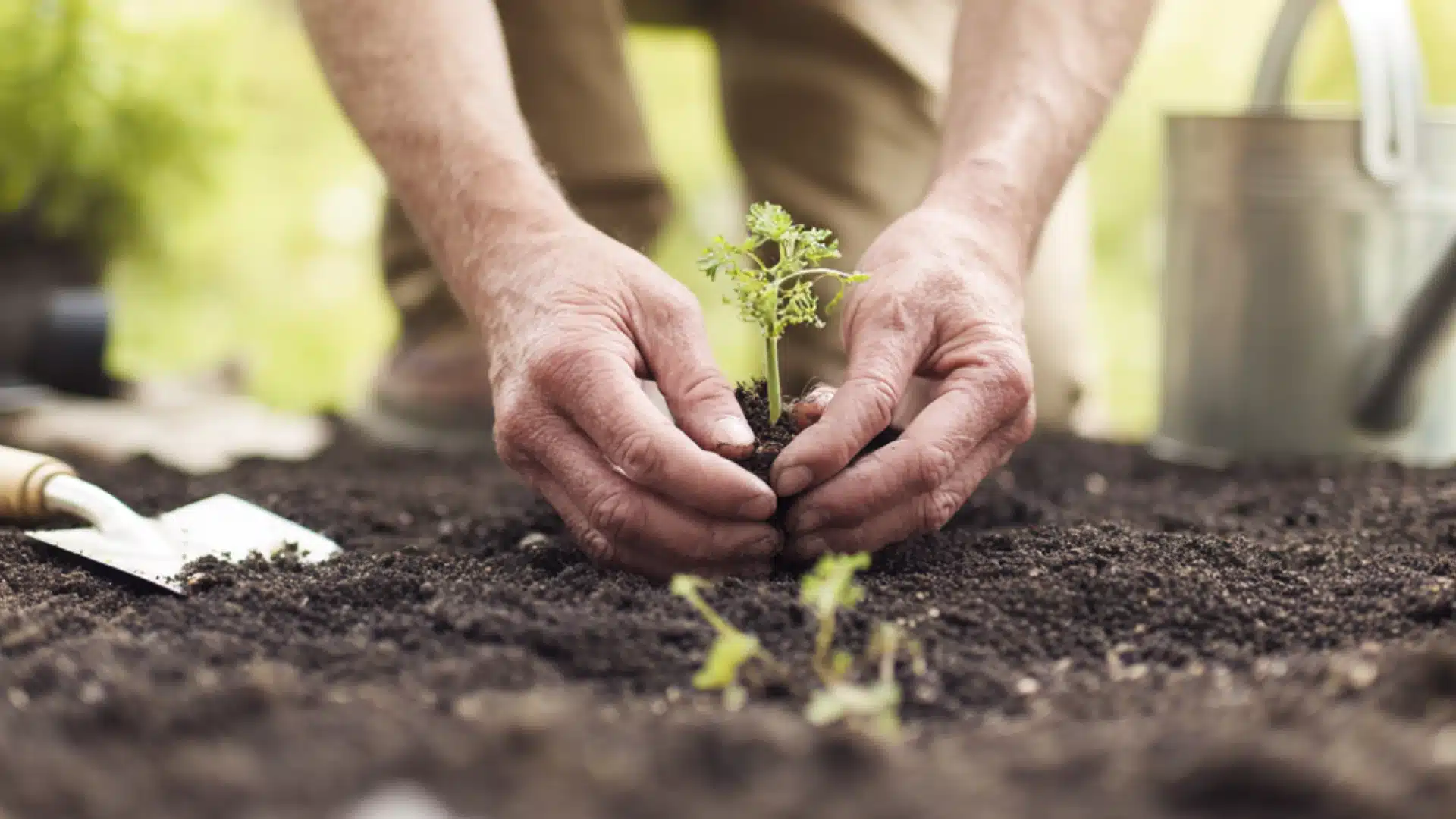 Close up of hands carefully planting a small green broccoli seedling into dark, rich soil with gardening tools nearby