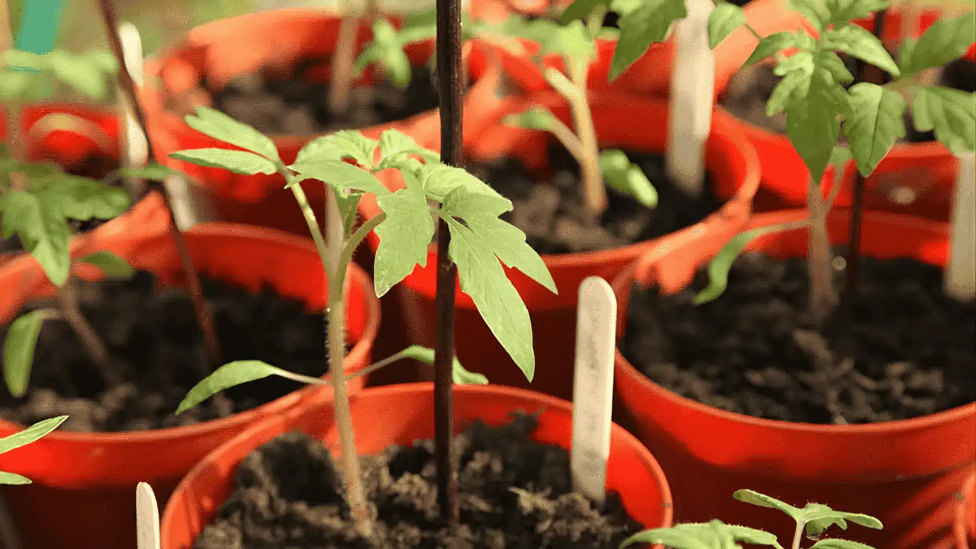 Several small tomato plants in pots with soil showing the initial stage of growing tomatoes from seeds