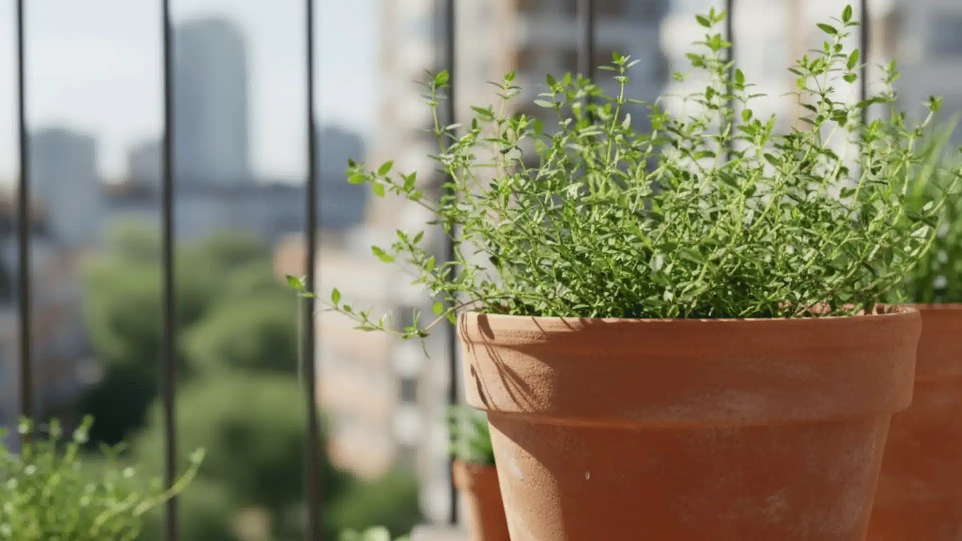 Thyme plant growing in pot on sunny balcony with proper drainage.