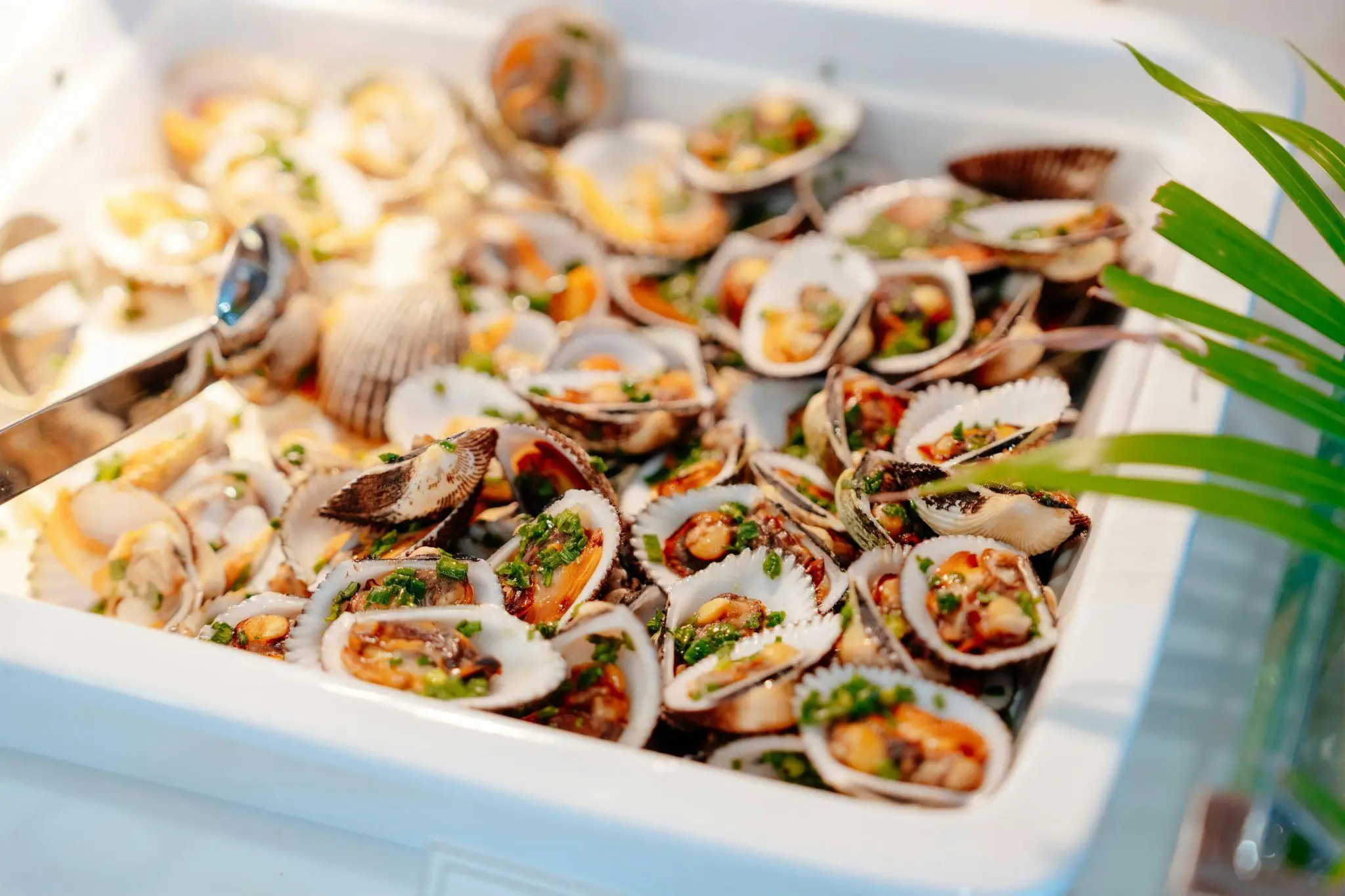 Clams garnished with herbs and spices in a white serving tray with stainless steel tongs