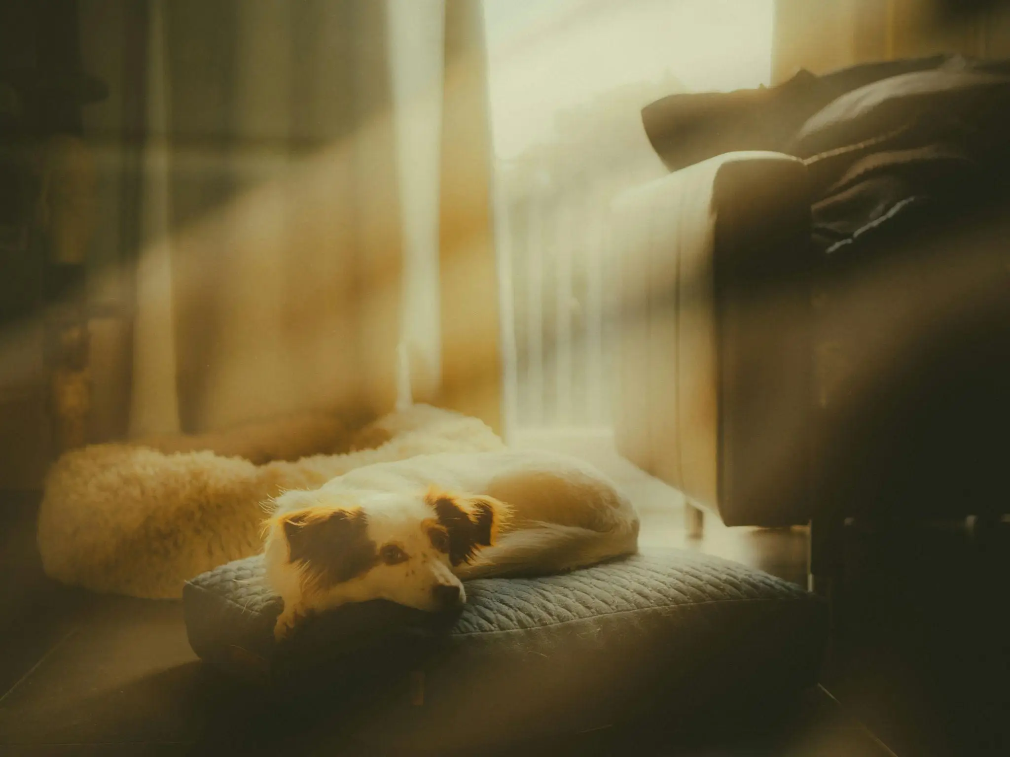 Dog resting on cozy cushion in warm, sunlit living room setting