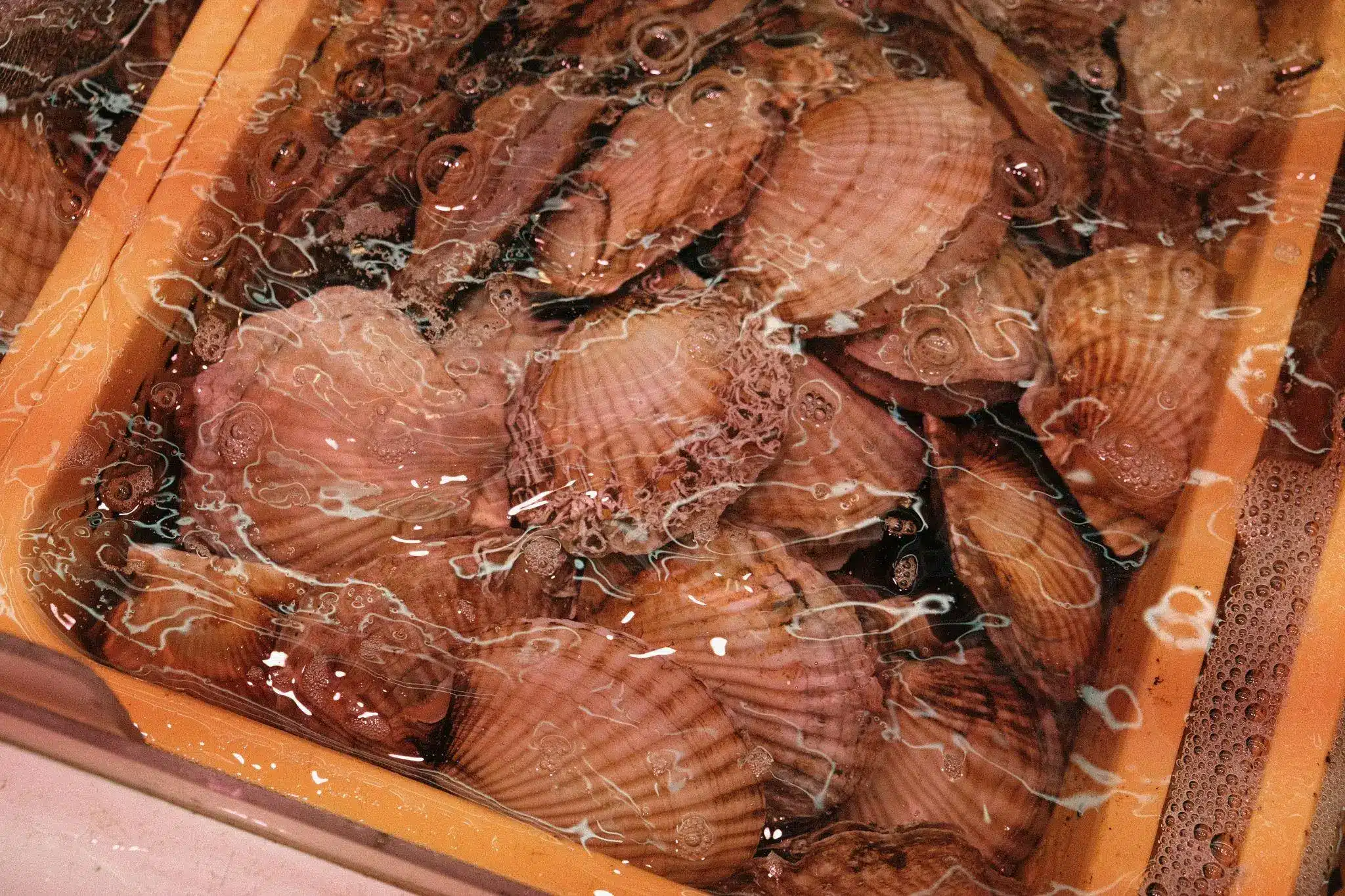 Scallops submerged in a water-filled bin with bubbles on the surface