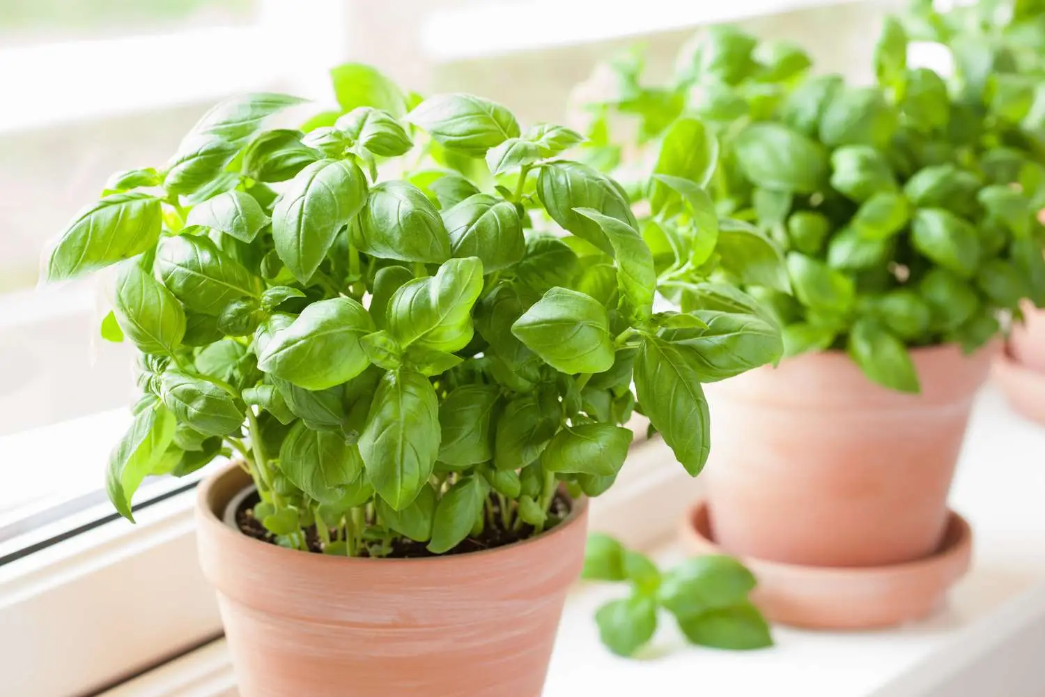 Basil plants growing in terracotta pots on a sunlit windowsill