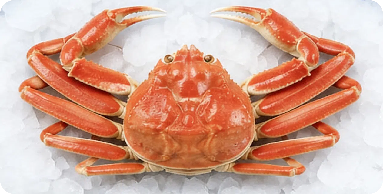 Bairdi-Snow-Crab