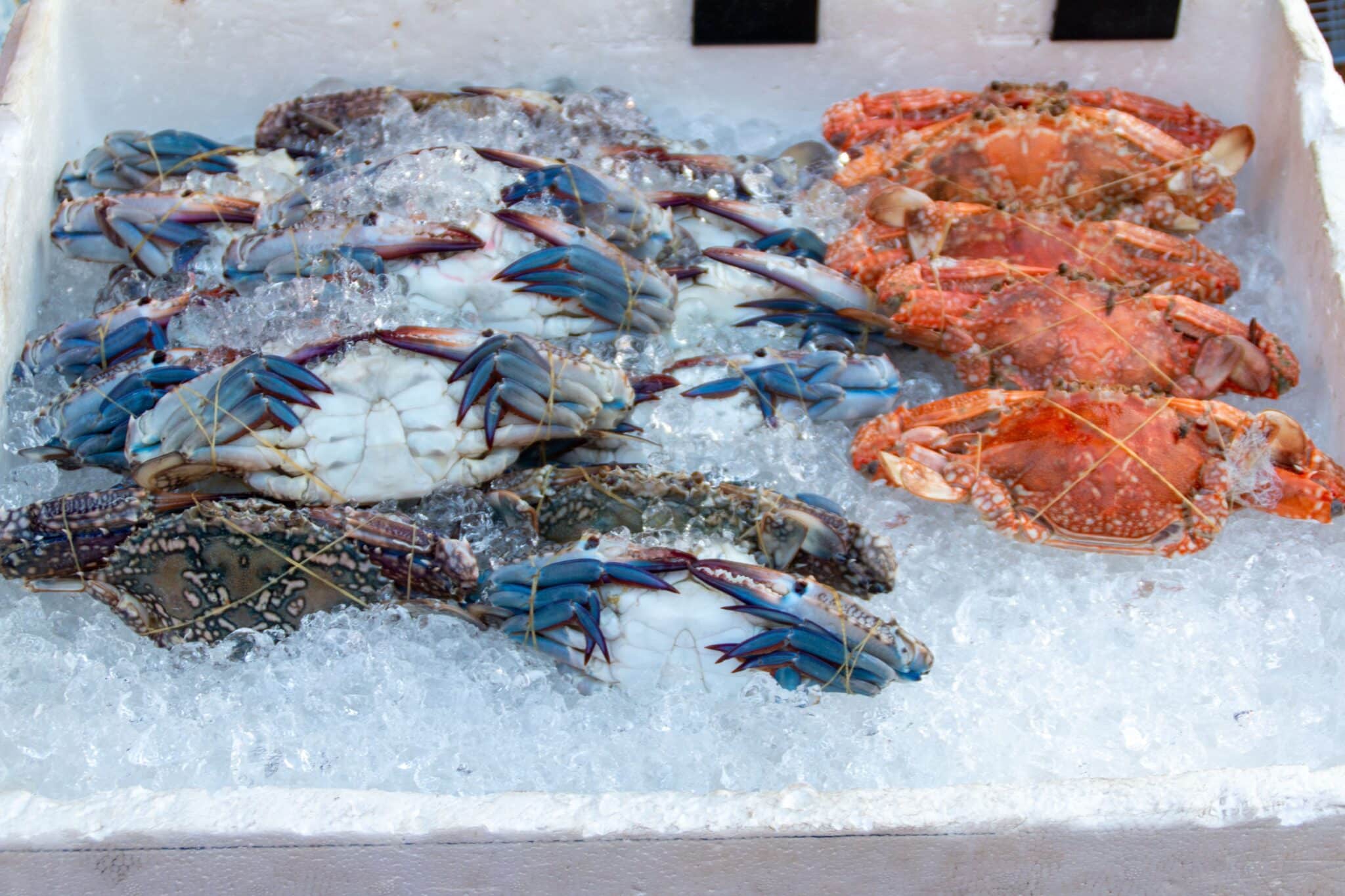 Best Practices for Maintaining Seafood Quality Across the Cold Chain