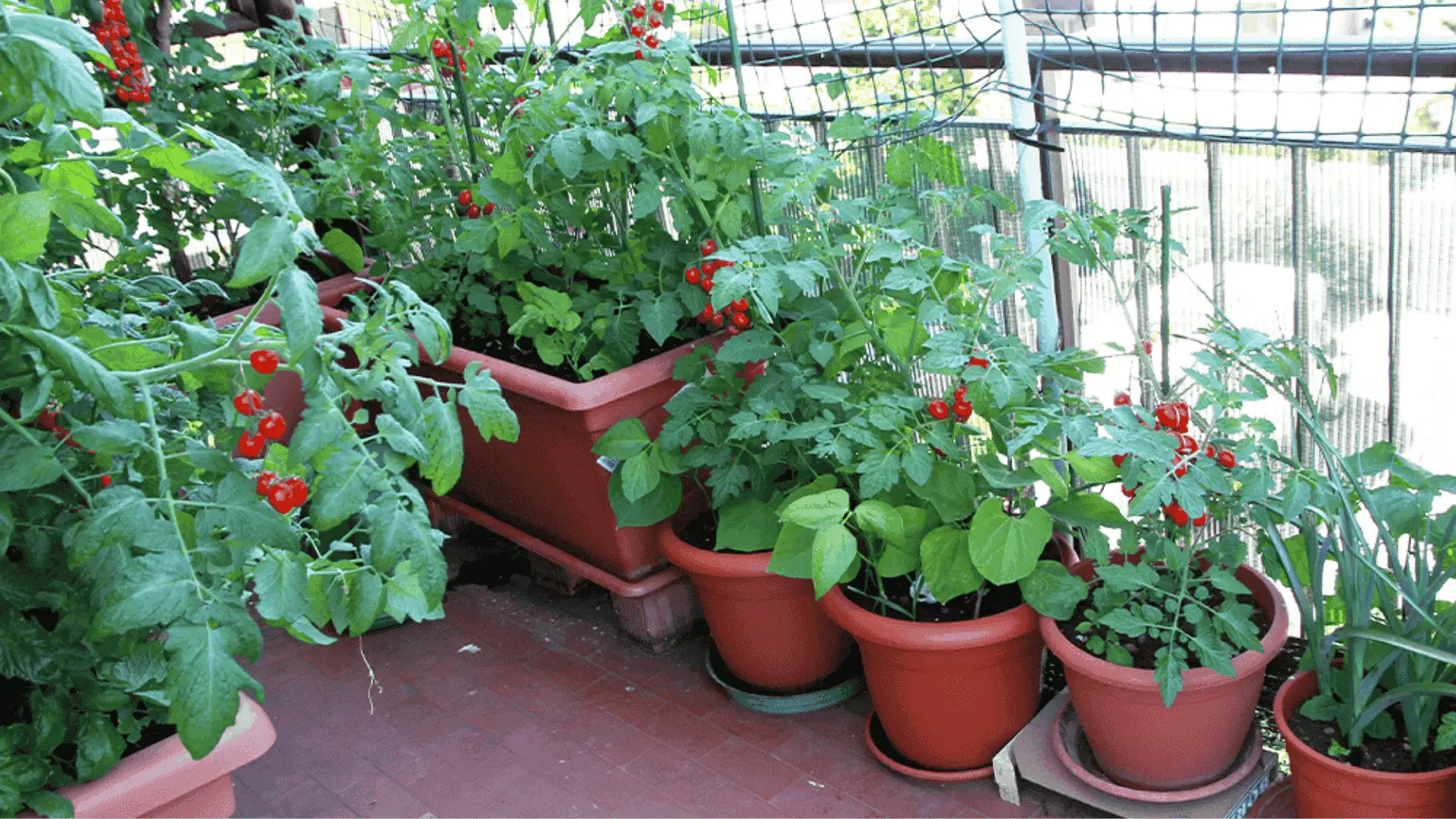 A collection of pots filled with vibrant tomatoes and various plants showcasing best vegetables to grow in pots