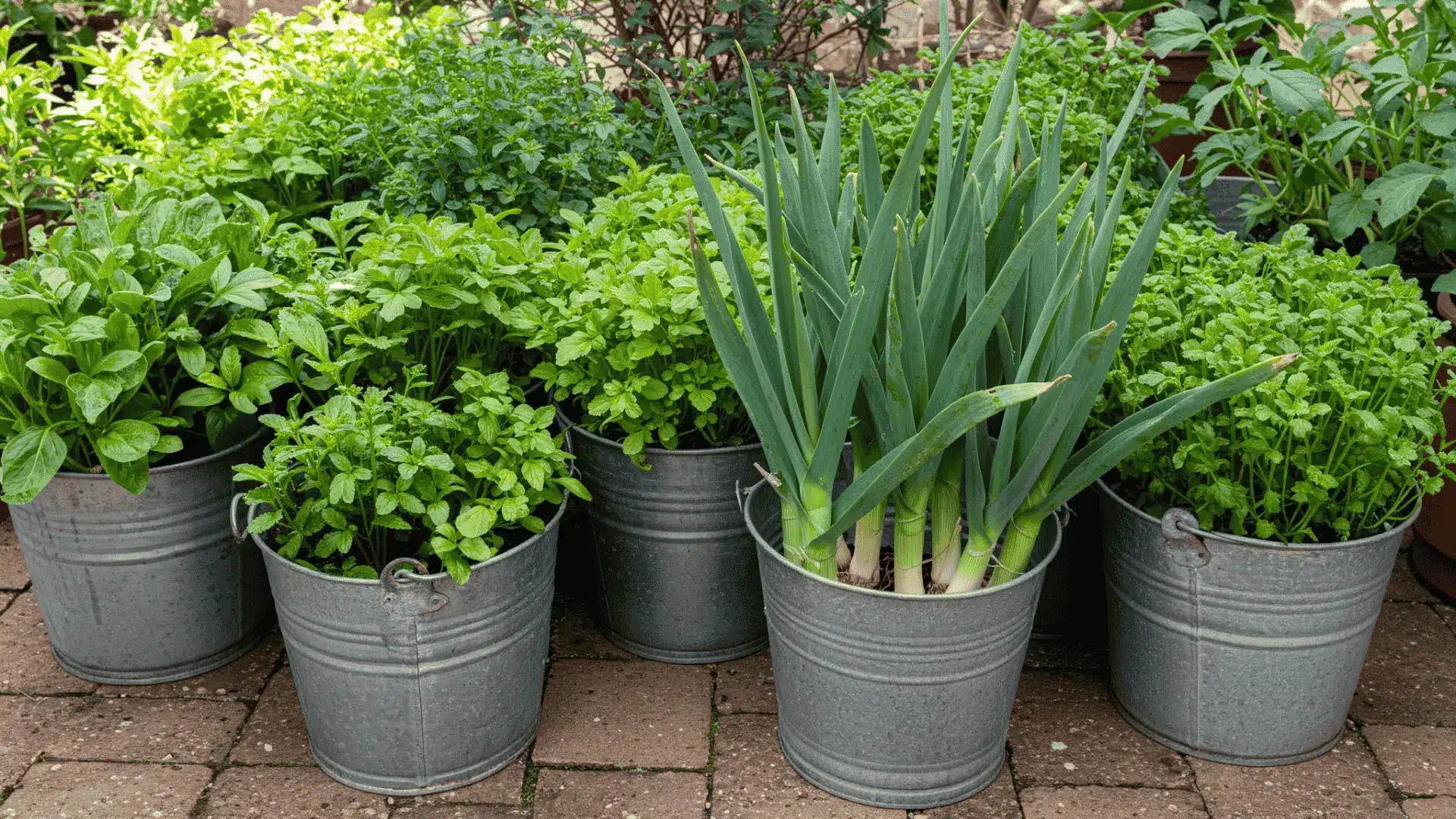 Buckets repurposed as planters sit on a sunny stone patio, for home vegetable gardening