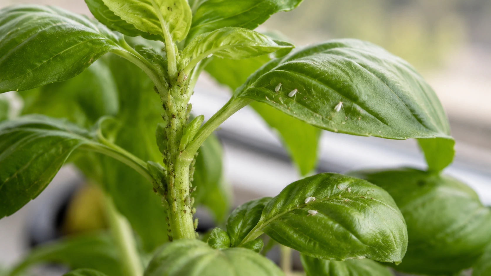 aphids cluster on tender basil stems while whiteflies rest beneath green leaves near a bright window