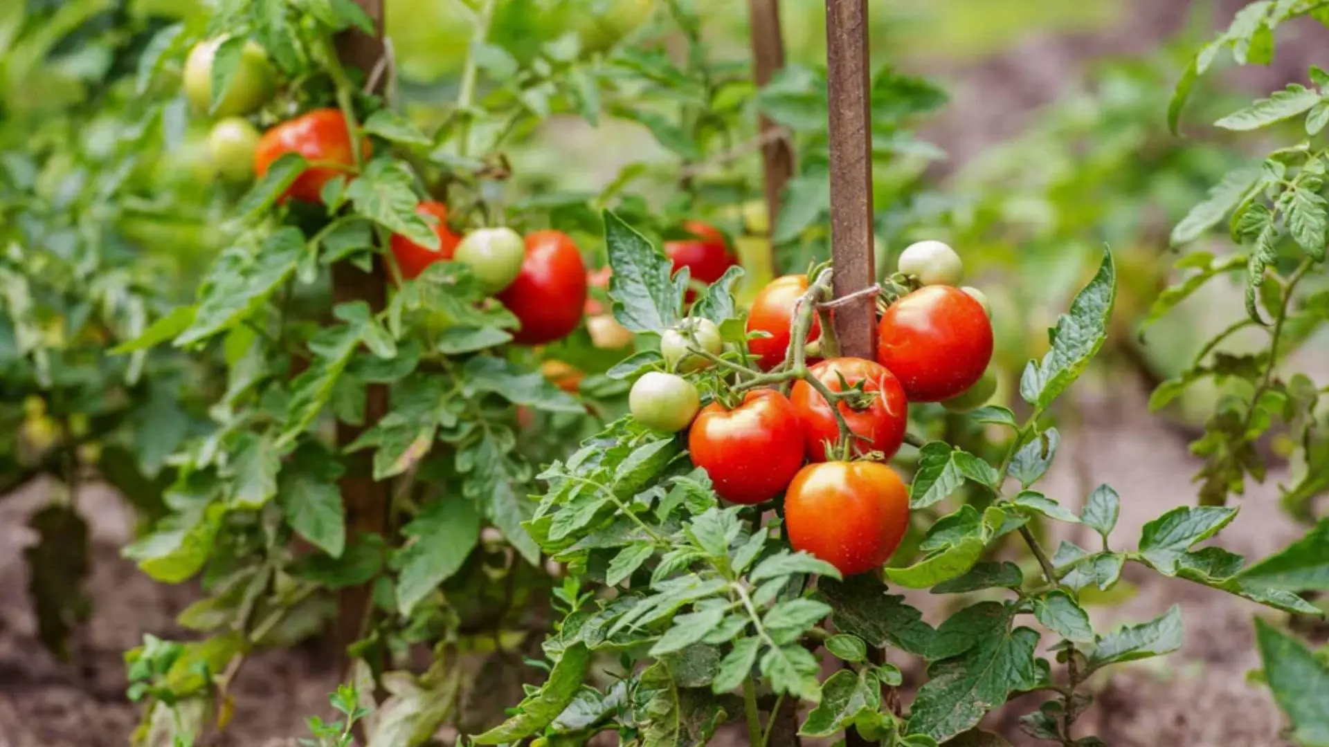 A field of tomatoes, with clusters of ripe red fruit nestled among healthy green leaves under clear blue skies.