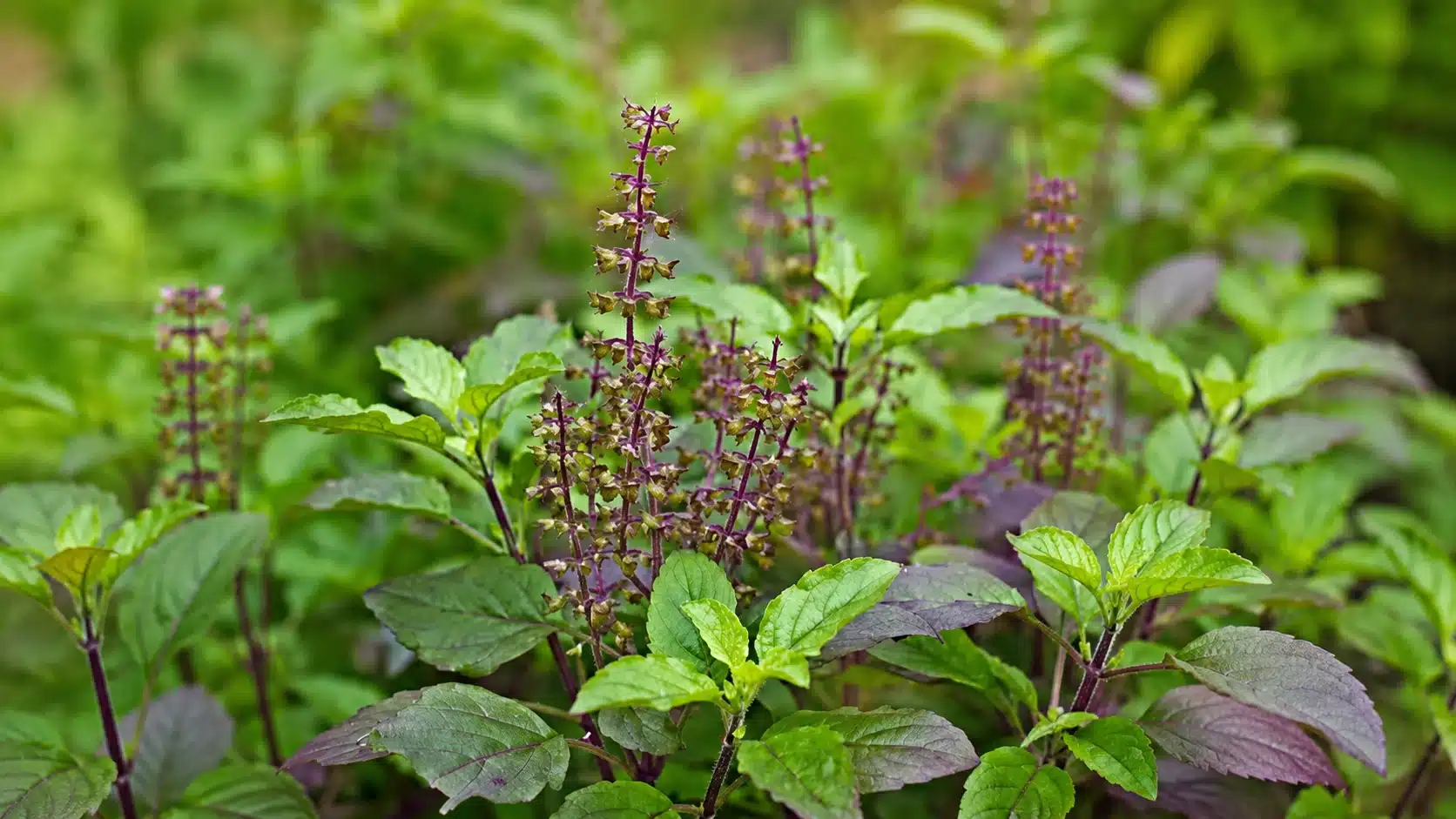 flowering basil plant with green and purple leaves and upright seed spikes growing outdoors