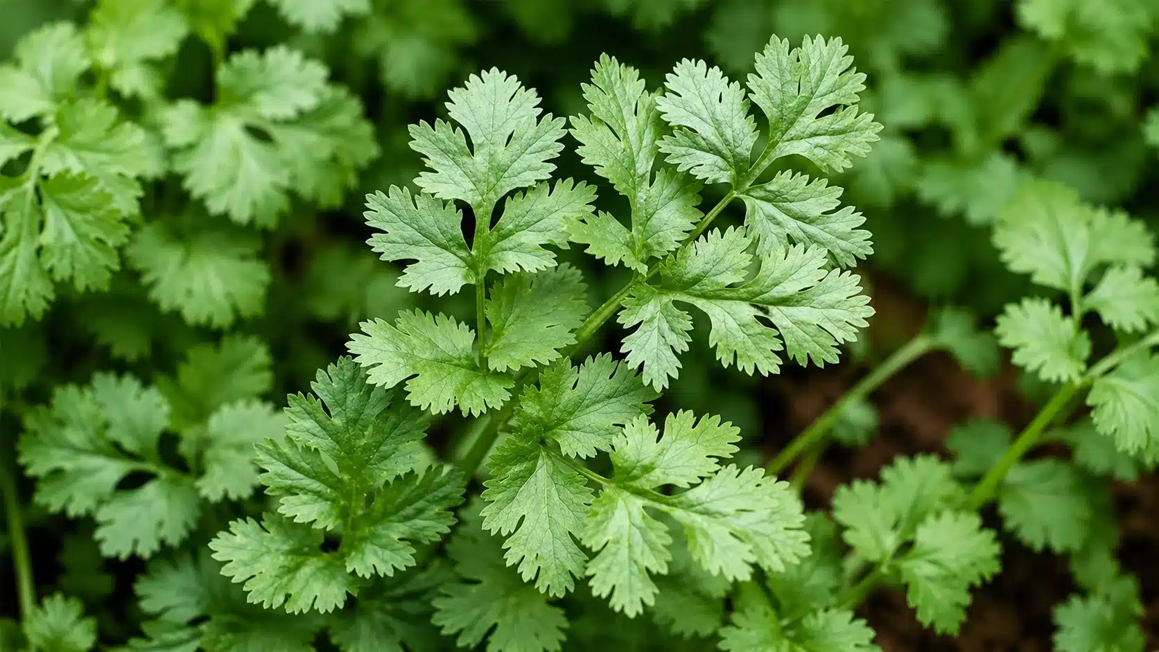 close-up of fresh cilantro leaves with finely serrated edges growing densely in a garden under soft natural light