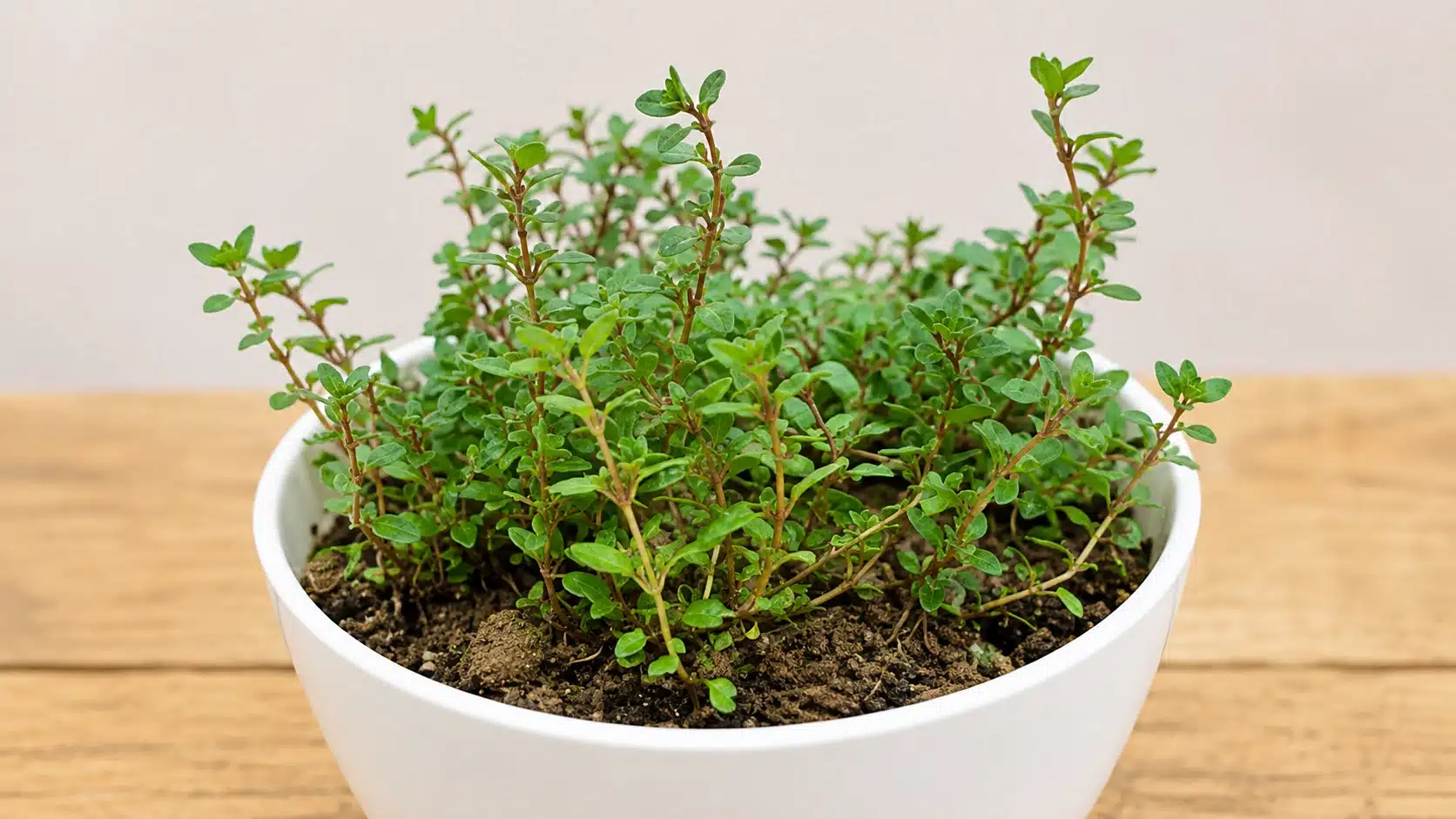 fresh thyme plant with small green leaves and reddish stems growing in dark soil inside a white pot on a wooden table