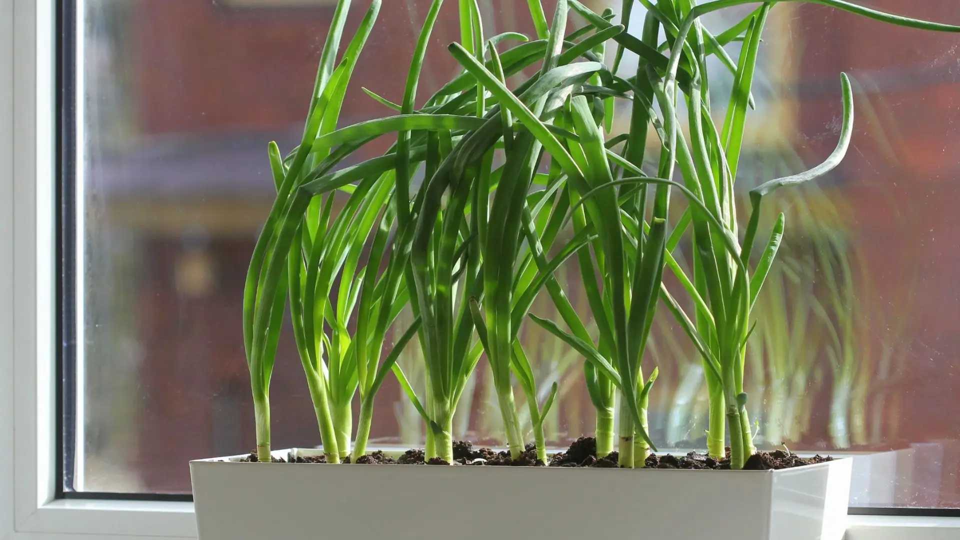 A greenplant in a white pot is positioned on a window sill, basking in natural light.