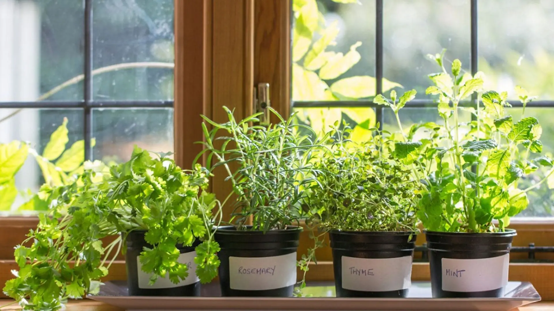 Potted herbs including basil, parsley, and thyme arranged on a sunlit window sill.