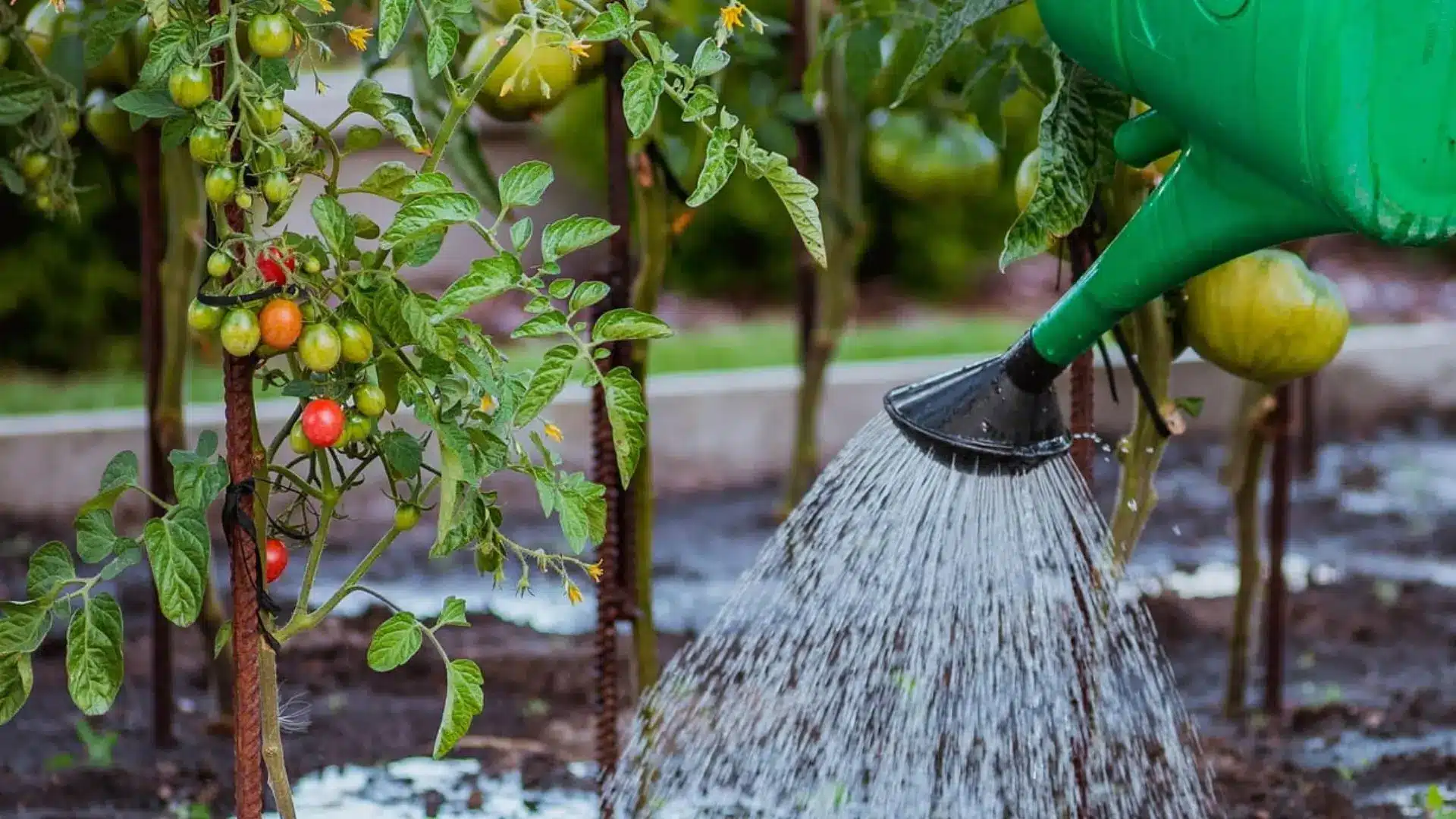 A green watering can is pouring water onto a cluster of ripe tomatoes in a garden setting