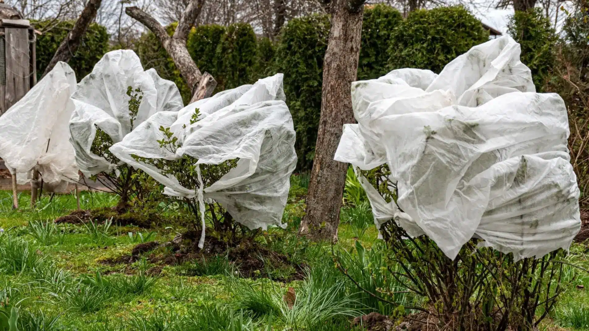 Plants covered with protective fabric to shield them from frost in a garden during cold weather