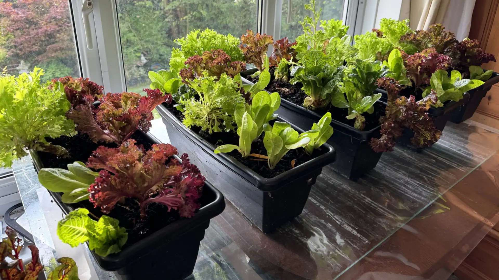 Several potted plants in black containers arranged on a sunlit window sill.