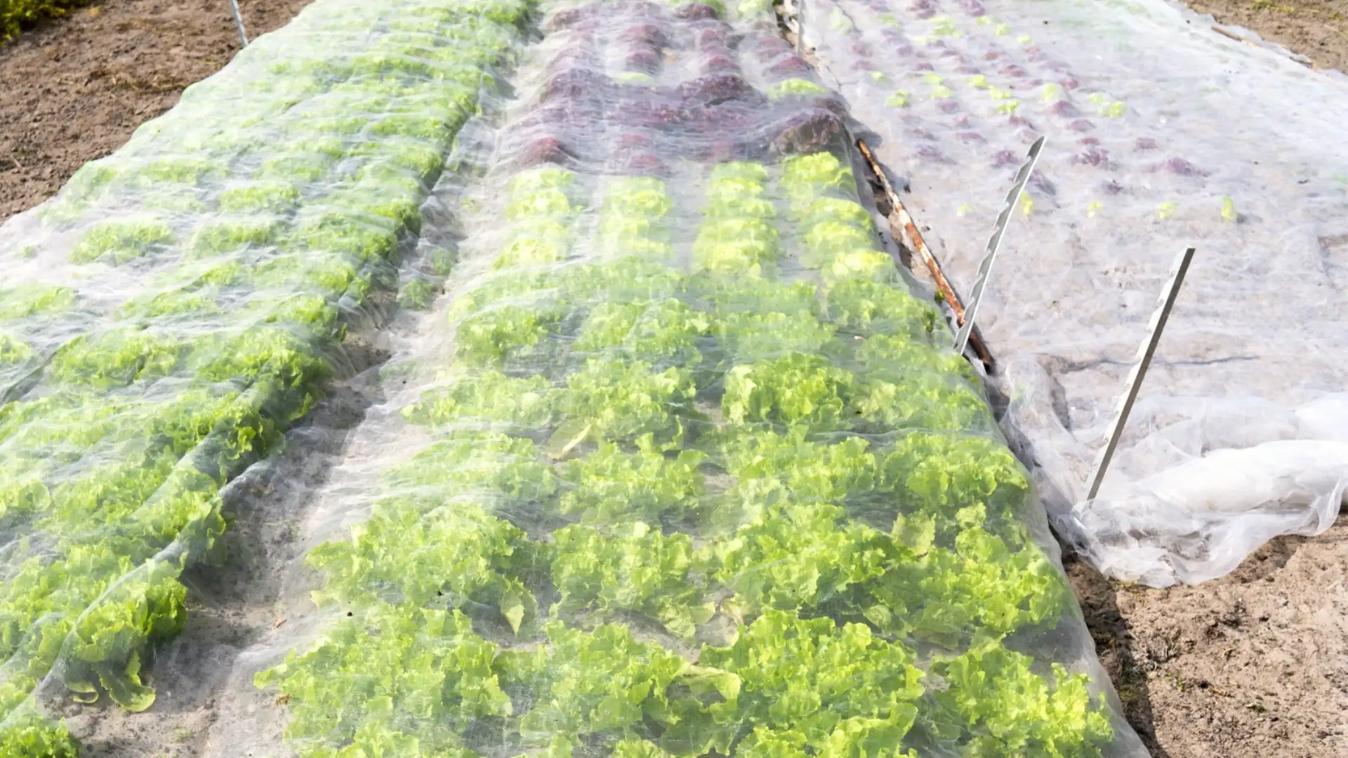 White fabric row covers protecting green lettuce plants from frost and cold weather