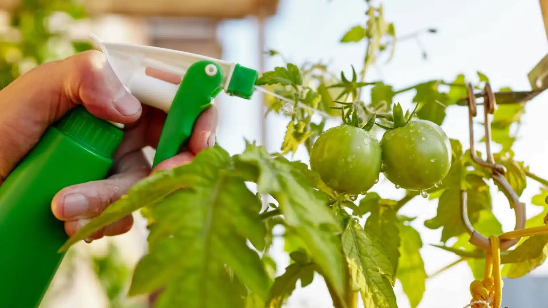 A person sprays green tomatoes on a plant, tending to their garden with care and attention
