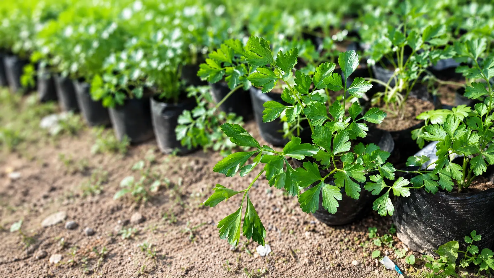 young parsley plants in black nursery pots, growing on sunlit soil with vibrant green leaves and a softly blurred garden