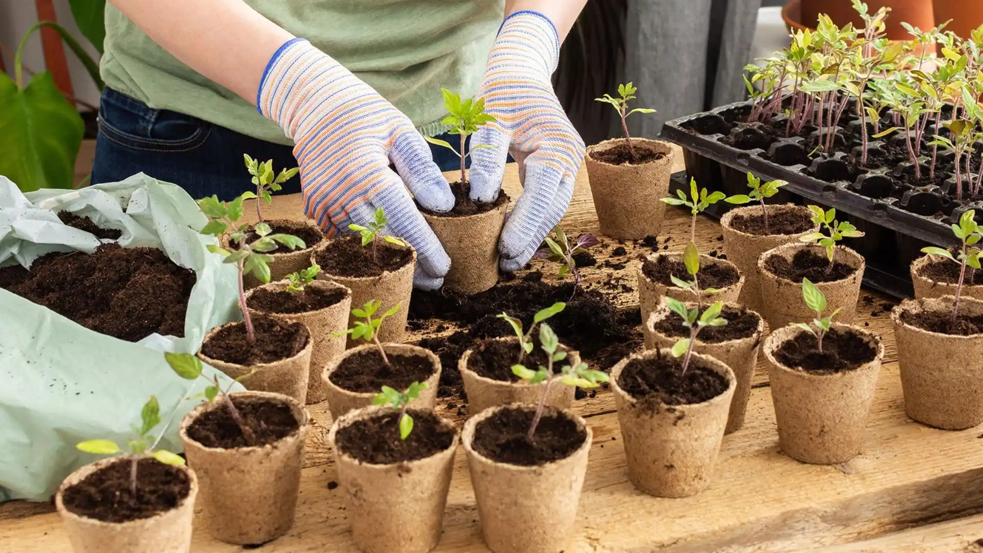 A person carefully plants seedlings into small pots, demonstrating gardening techniques and nurturing new plants.