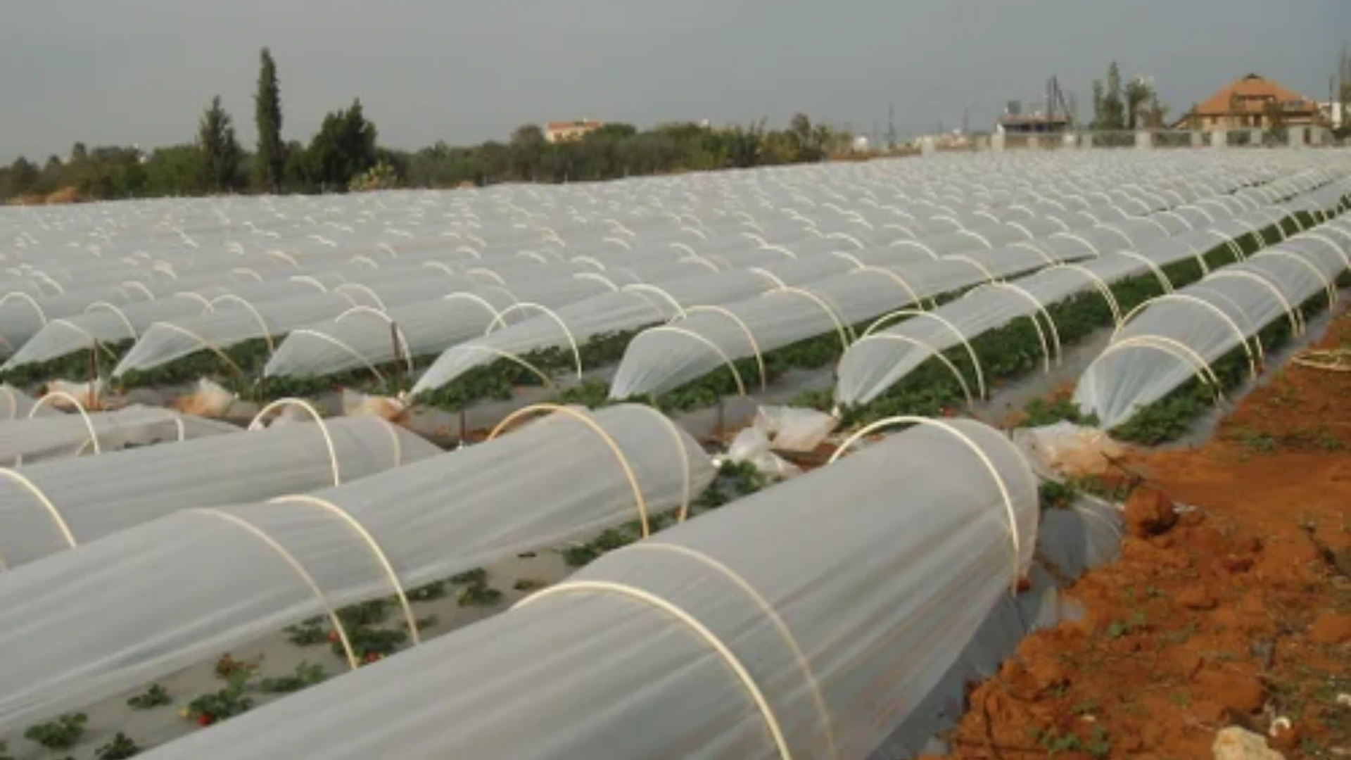 Large white frost covers protecting rows of crops from freezing temperatures in an open field