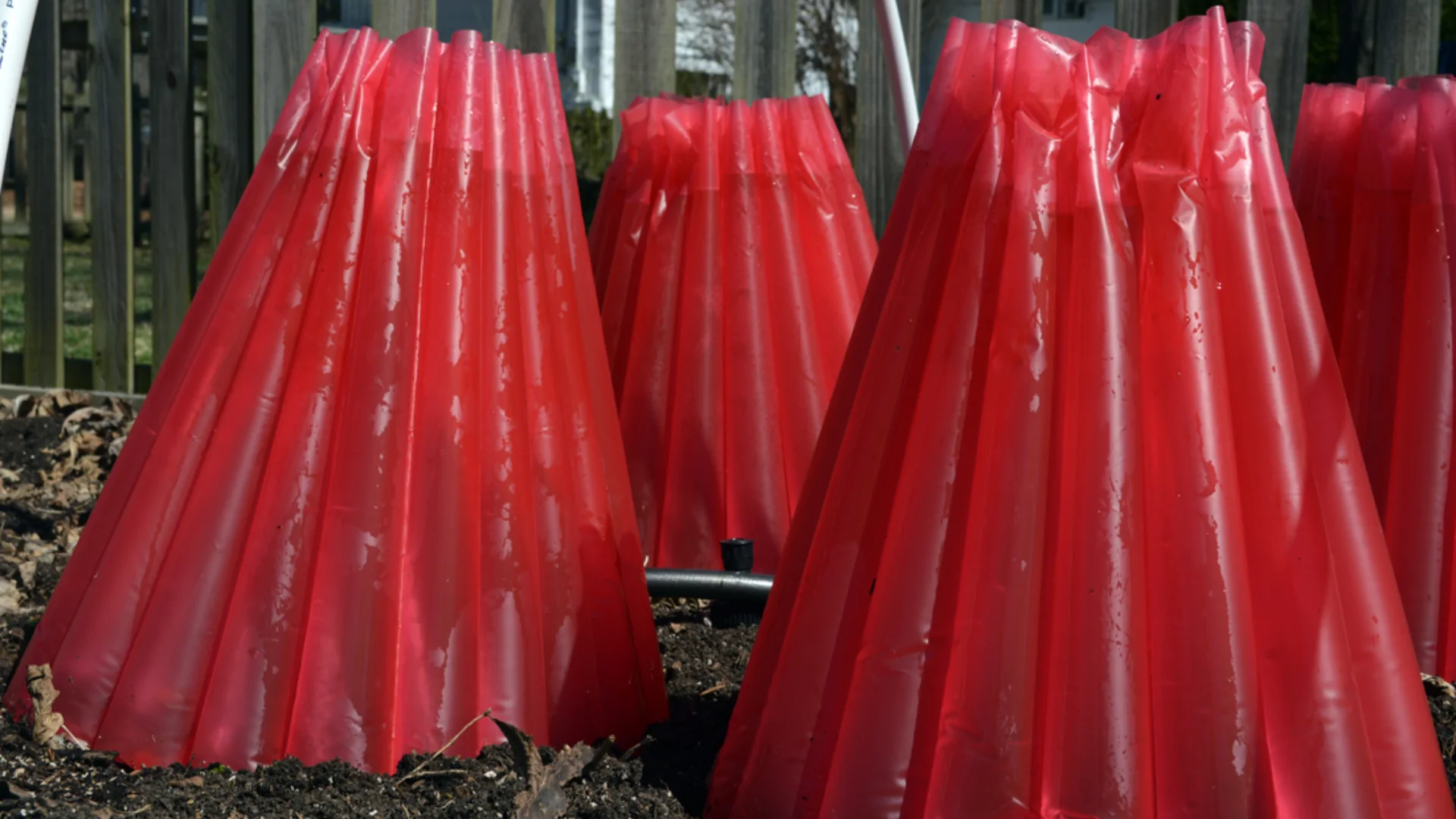 Red plastic plant covers protecting young tomato plants from frost and cold weather in a garden