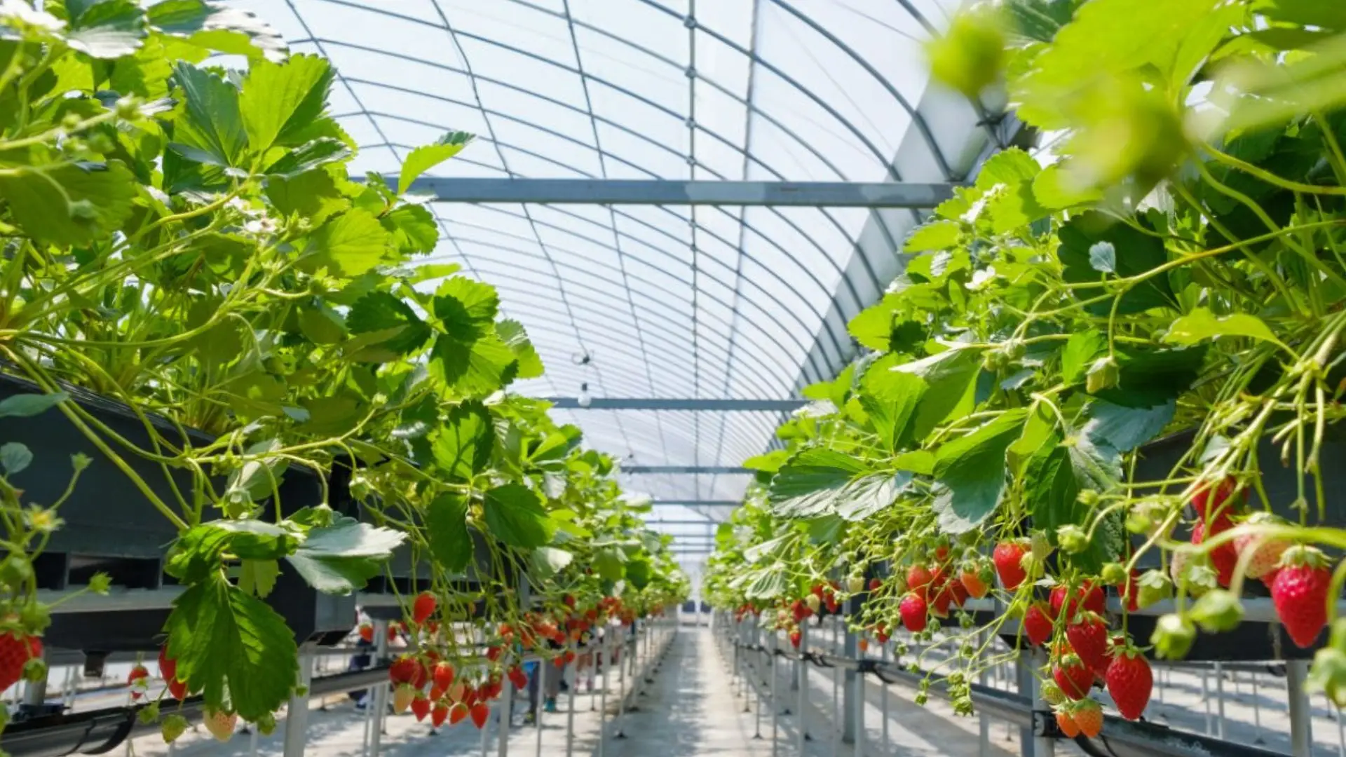 Lush strawberry plants bearing ripe fruit in a spacious greenhouse environment.