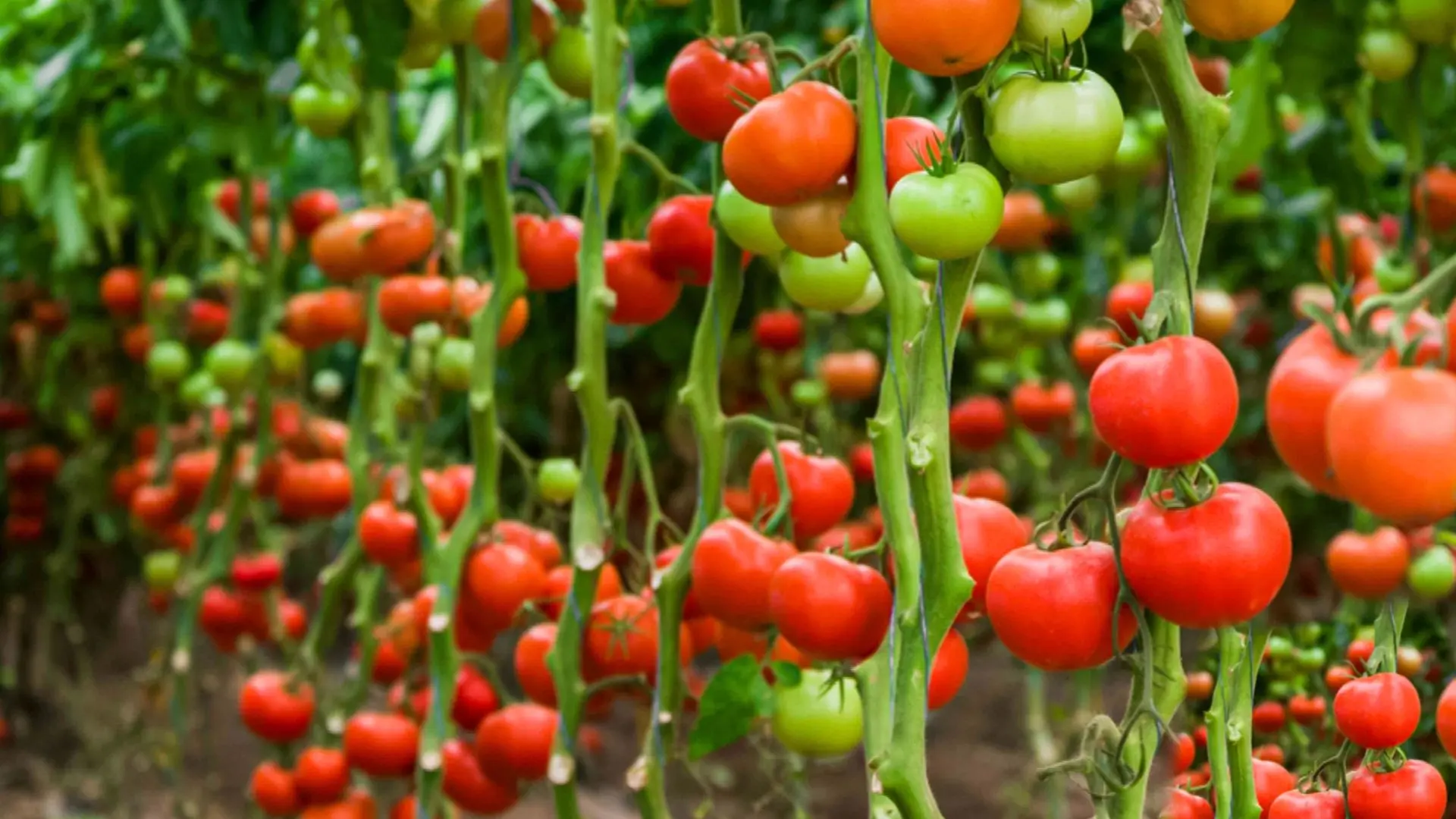 Ripe tomatoes hanging on the vine, showcasing their vibrant red color and lush green leaves.