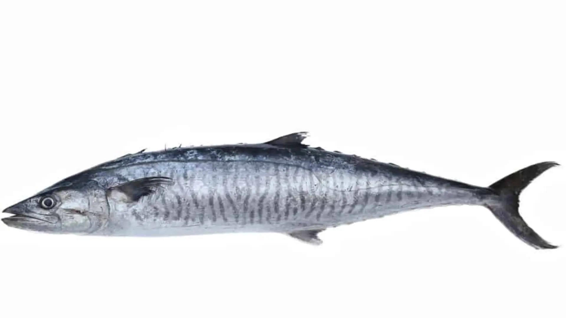 A whole, fresh king fish with dark gray stripes against a white background.