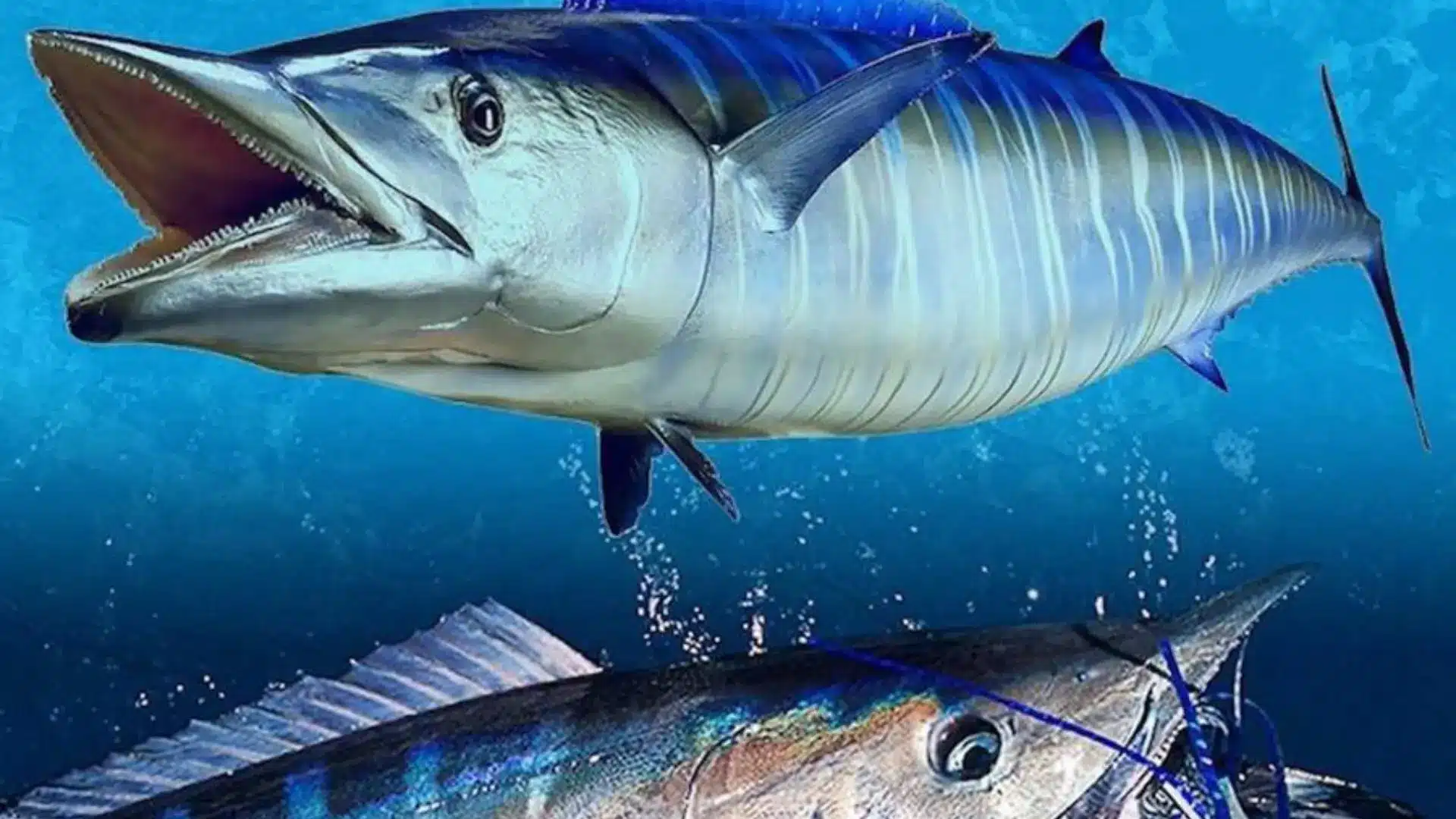 Two <echighlighted>wahoo fish</echighlighted> swimming in blue ocean water, one with mouth open and teeth visible.