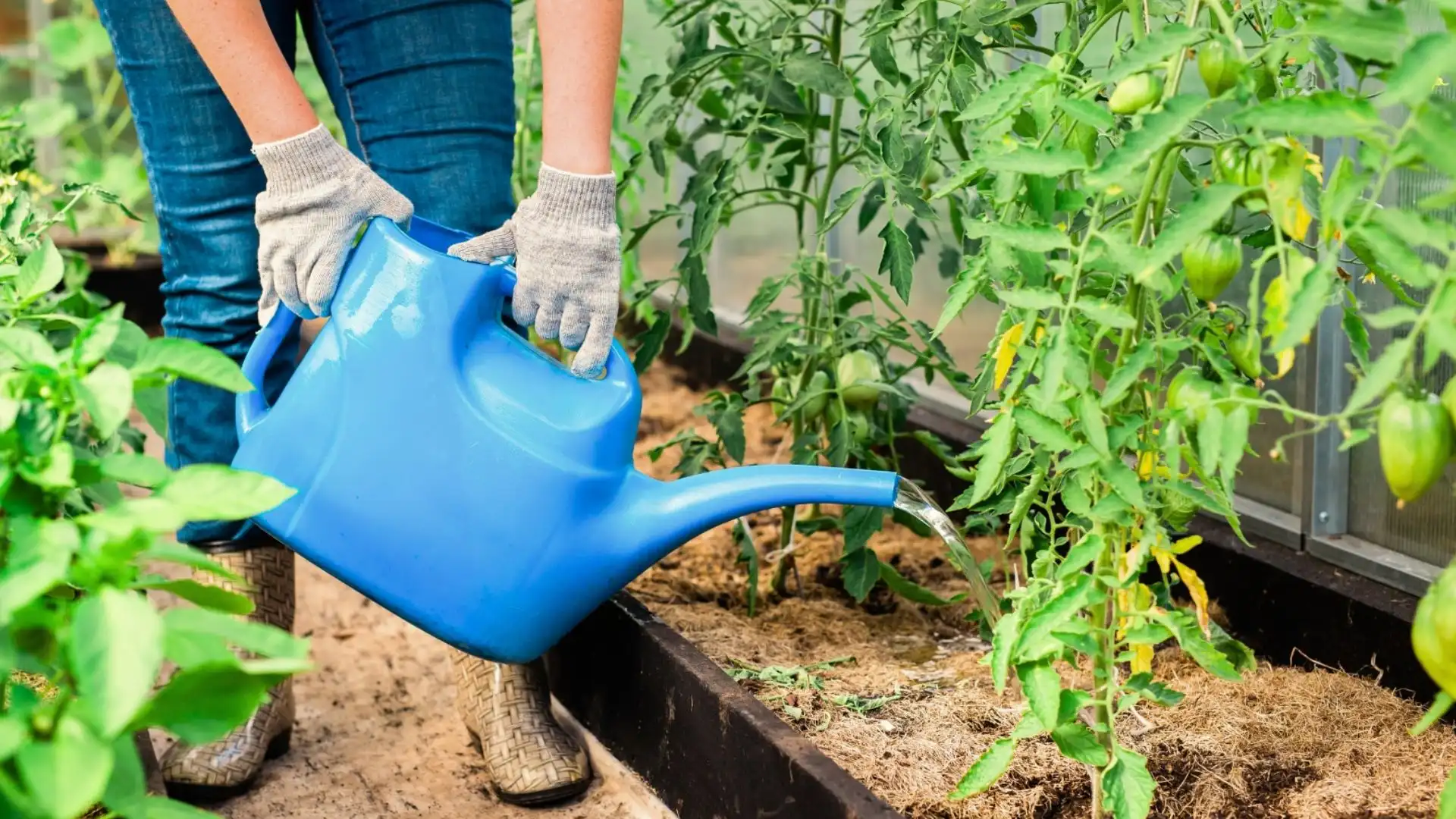 A gardener using a watering can to nourish plants in a flourishing garden, highlighting the beauty of nature