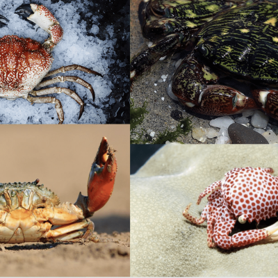 10 different types of crabs