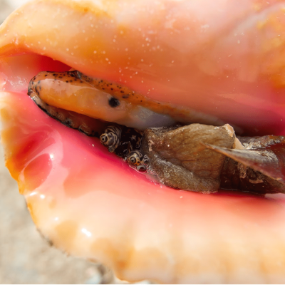 Different Jamaican Conch Recipes You Must Try